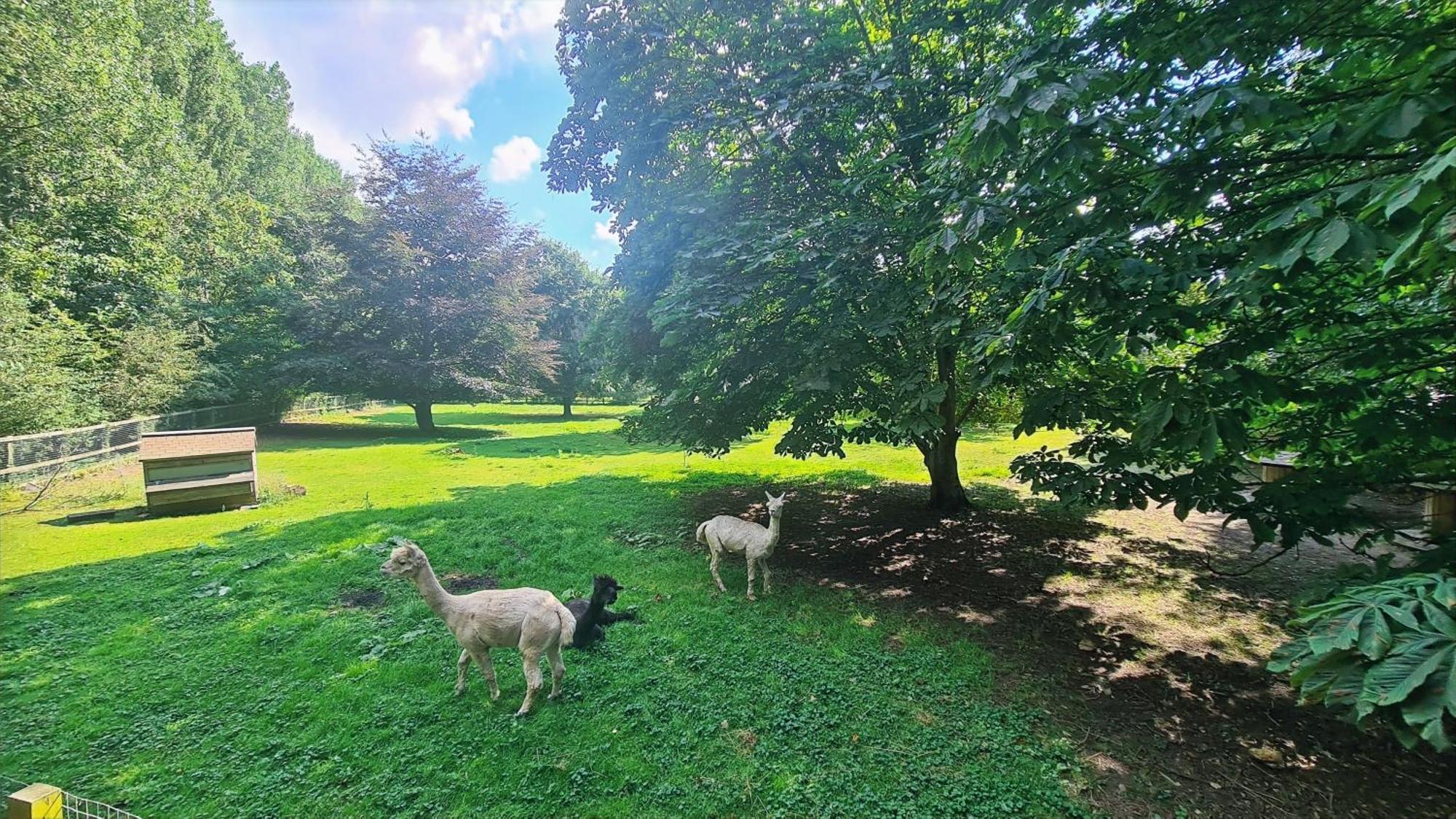 Отель Horsley Hale Farm Glamping Или Номер фото